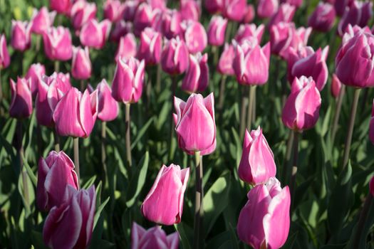 Pink and rose colored tulip flowers in a garden with fountain in Lisse, Netherlands, Europe on a bright summer day