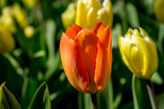 The red riding tulip in Lisse, Keukenhoff, Netherlands, Europe on a summer day
