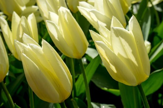 The white tulip in Lisse, Keukenhoff, Netherlands, Europe on a summer day