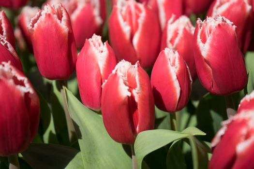 Red tulips with white lining in Lisse, Keukenhoff,  Netherlands, Europe on a summer day