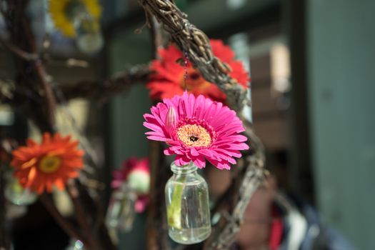 Pink flower in a bottle in Lisse, Keukenhoff,Netherlands,Europe in spring