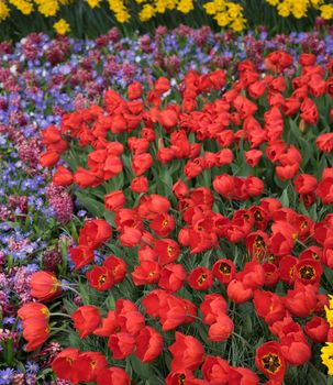 Fresh Bright red paradise Tulip flowers on a spring day in Lisse,Keukenhoff, Netherlands, Europe