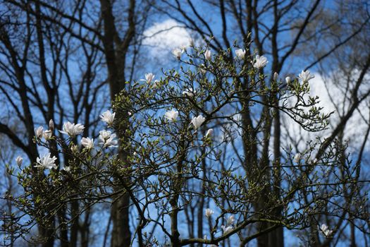 White cherry blossom with a blue sky background in Lisse, Netherlands,Europe on a bright summer day