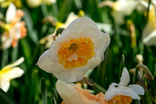 White daffodil in a garden in Lisse, Netherlands, Europe on a bright summer day