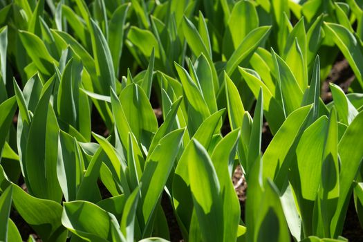 Green leaves of a plant in a garden in Lisse, Netherlands, Europe on a bright summer day