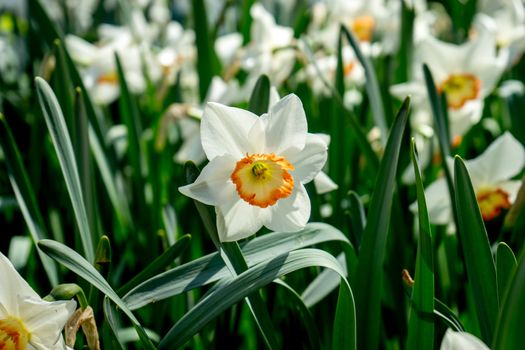 White daffodil in a garden in Lisse, Netherlands, Europe on a bright summer day