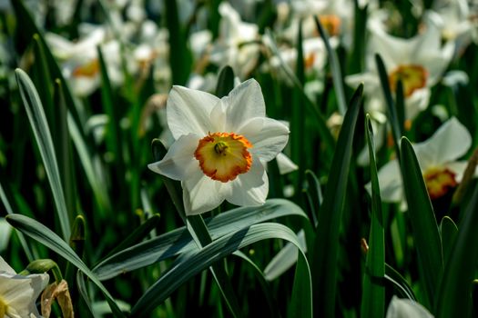 White daffodil in a garden in Lisse, Netherlands, Europe on a bright summer day
