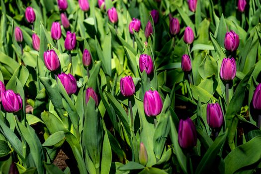 Rose tulips in a garden in Lisse, Netherlands, Europe on a bright summer day