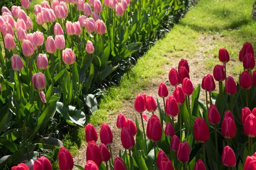 Pink and rose colored Tulips in a garden in Lisse, Netherlands, europe with grass on a bright summer day