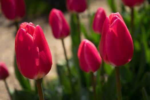 red tulips with white lining in Lisse, Keukenhoff,  Netherlands, Europe on a summer day