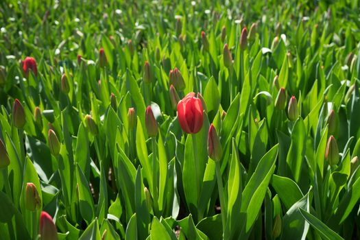 The lonely red tulip with green leaves in a garden in Lisse, Netherlands, Europe on a bright summer day