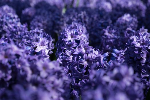 Blue Hyacinth with blurred foreground in a garden in Lisse, Netherlands, Europe on a bright summer day