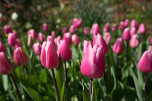 Pink and rose colored Tulips in a garden in Lisse, Netherlands, europe with grass on a bright summer day