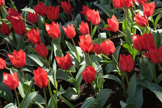 Red tulips in a garden in Lisse, Netherlands, Europe on a bright summer day