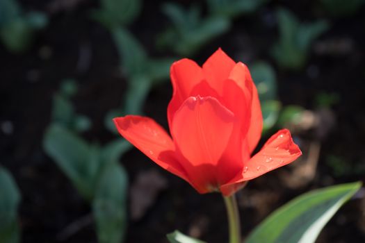 A single red tulip flower with a blurred background in Lisse, netherlands, Europe on a bright summer day