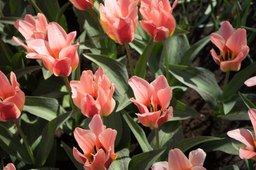 Red tulips in a garden in Lisse, Netherlands, Europe on a bright summer day