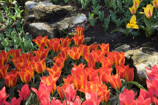 Red and yellow tulips in a garden in Lisse, Netherlands, Europe on a bright summer day