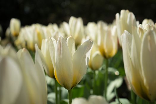 White tulip flower with a blurred background in Lisse, Netherlands, Europe on a bright summer day