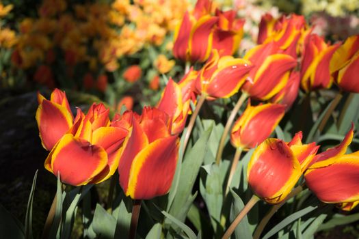 Red and yellow tulips in a garden in Lisse, Netherlands, Europe on a bright summer day