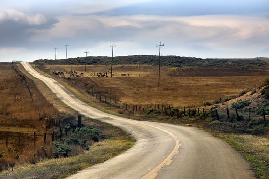 A herd of cows grazing near the road, California
