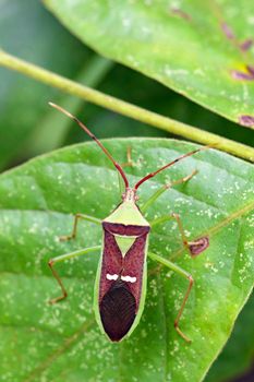 Image of green legume pod bug(Hemiptera) on a green leaf. Insect Animal