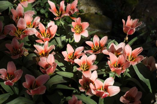 Red tulips in a garden in Lisse, Netherlands, Europe on a bright summer day