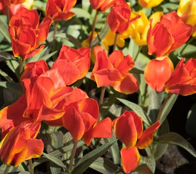 Lovely surprise of orange tulips in a flower garden in Lisse, Netherlands, Europe on a bright summer day