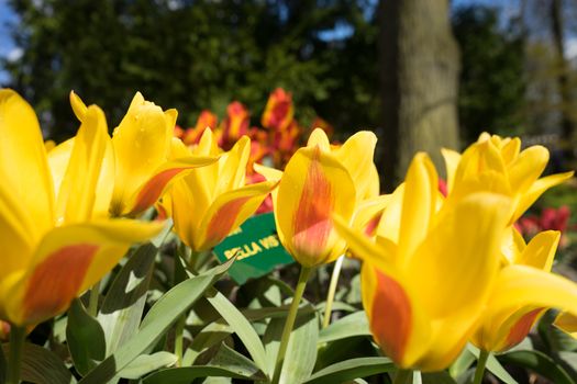 Bella Vista Yellow tulips in a garden in Lisse, Netherlands, Europe with a blurred background on a bright summer day