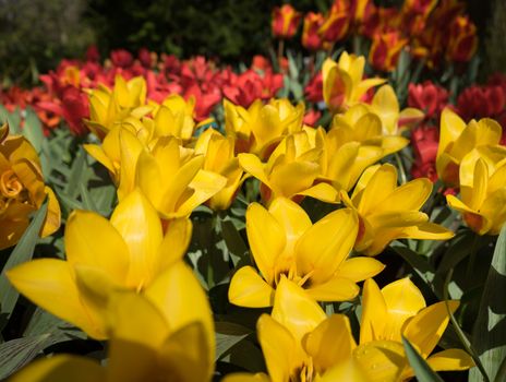 Bella Vista Yellow tulips in a garden in Lisse, Netherlands, Europe with a blurred background