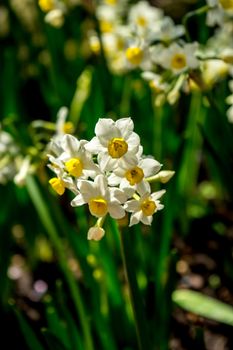 Fresh White daffodils in a garden in Lisse, Netherlands, Europe on a bright summer day