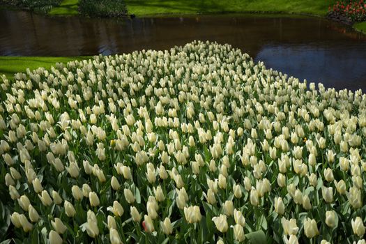 White tulip flower with a blurred background in Lisse, Netherlands, Europe on a bright summer day