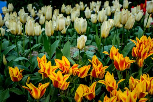 Yellow and White tulip flowers in a garden in LIsse, Netherlands, Europe on a bright summer day