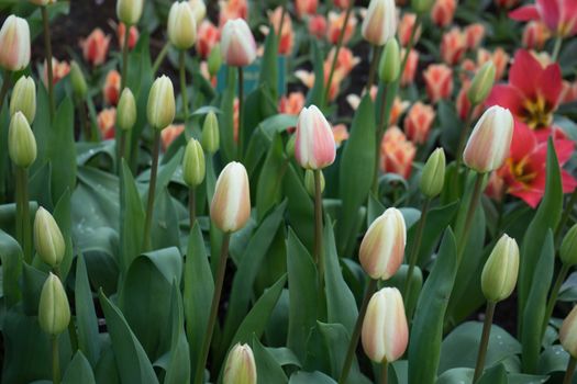 Tulip Buds with green leaves in a garden in Lisse, Netherlands, Europe on a bright summer day