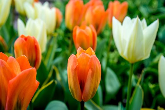 Red and white tulips in a garden in Lisse, Netherlands, Europe on a bright summer day