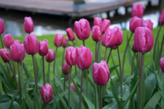 Pink tulip flowers in a garden in Lisse, Netherlands, Europe on a bright summer day