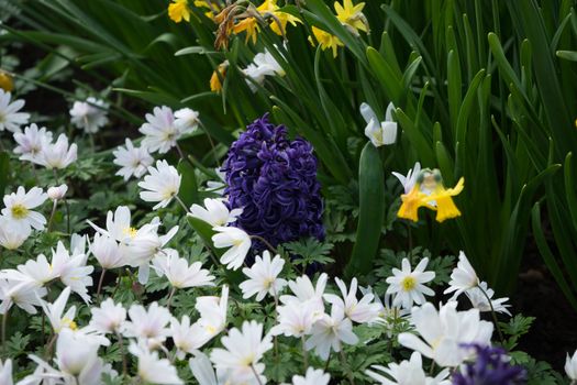 Purple hyacinth with white lilacs and yellow daffodil  in a garden on a spring summer day in Lisse, Keukenhoff,  Netherlands, Europe