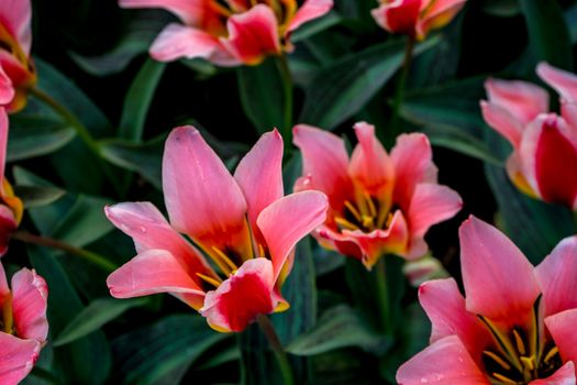 Red tulips in a garden in Lisse, Netherlands, Europe on a bright summer day