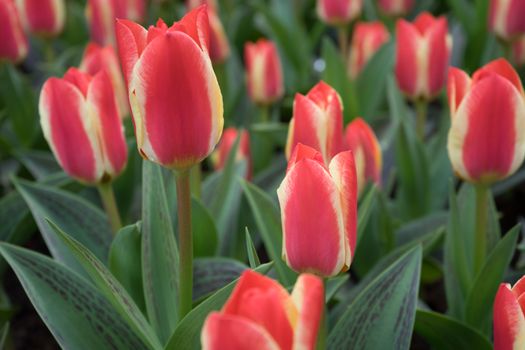 Red tulips in a garden in Lisse, Netherlands, Europe on a bright summer day