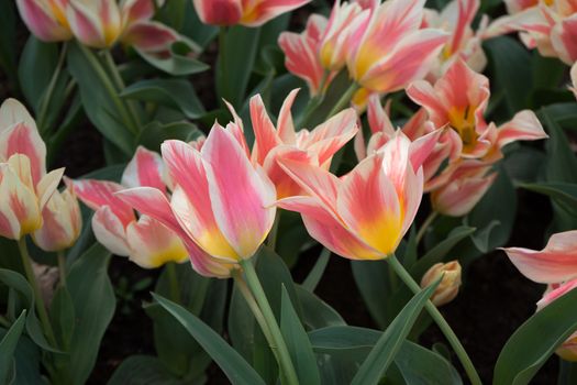 Pink tulip flowers with a yellow tinge  in a garden in Lisse, Netherlands, Europe on a bright summer day