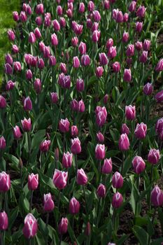 Pink tulip flowers in a garden in Lisse, Netherlands, Europe on a bright summer day