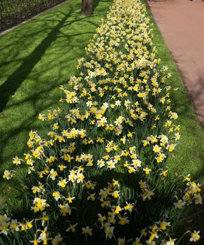 Yellow daffodil flowers in a garden in LIsse, Netherlands, Europe on a bright summer day