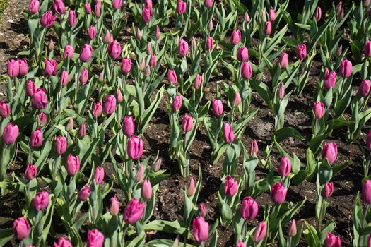 Red tulips in a garden in Lisse, Netherlands, Europe on a bright summer day