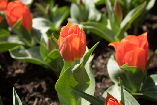 Orange tulip with a blurred background in a garden in LIsse, Netherlands, Europe on a bright summer day