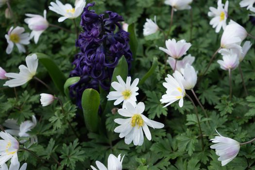 Purple hyacinth with white lilacs in a garden on a spring summer day in Lisse, Keukenhoff,  Netherlands, Europe