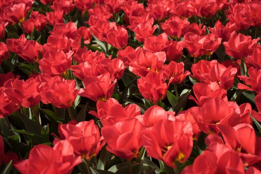 Red tulips in a garden in Lisse, Netherlands, Europe on a bright summer day