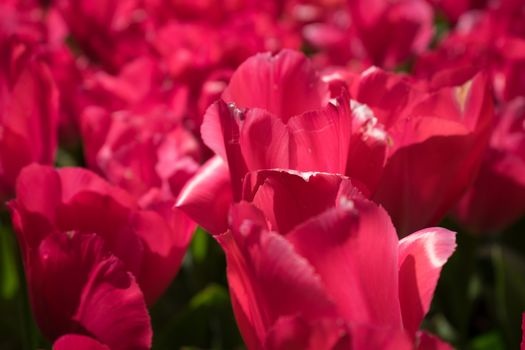 Red tulips in a garden in Lisse, Netherlands, Europe on a bright summer day