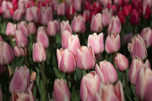 Pink tulip flowers in a garden in Lisse, Netherlands, Europe on a bright summer day