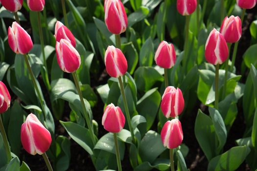 Red and white tulips in a garden in Lisse, Netherlands, Europe on a bright summer day