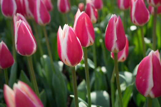 Red and white tulips in a garden in Lisse, Netherlands, Europe on a bright summer day