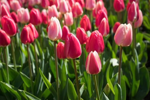 Red and white tulips in a garden in Lisse, Netherlands, Europe on a bright summer day